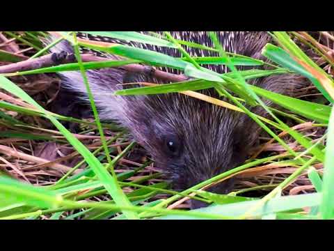 ASMR on a picnic