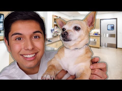 ASMR | Dog Check-Up at The Vet RP!