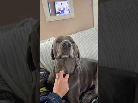 Dog #asmr 🐾💙 petting and mouth sounds
