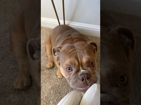 POV: Your Girl dog loves Makeup 💄- #englishbulldog #makeup #englishbulldogpuppy