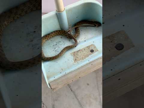 When I petted a baby snake not knowing it was venomous