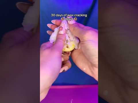 30 days of wax cracking asmr - day 4