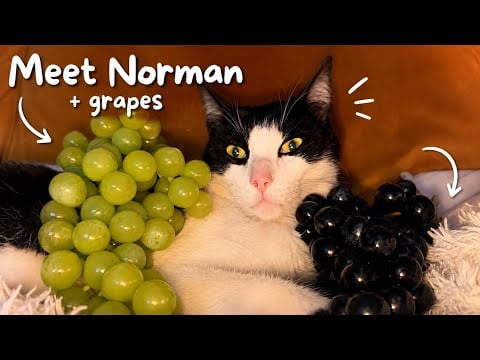 ASMR introducing Norman to grapes 