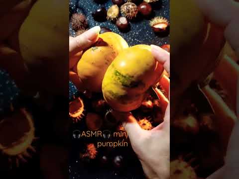 🎧ASMR🎧 mini pumpkin