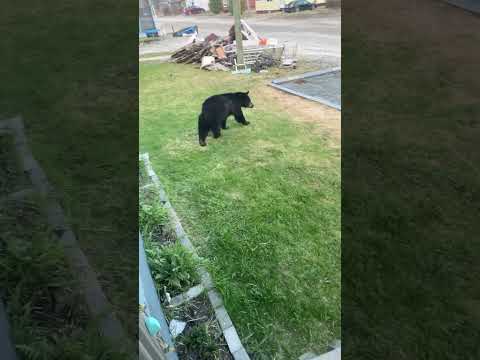 Relaxing On Your Porch In Ontario Be Like…. 🐻