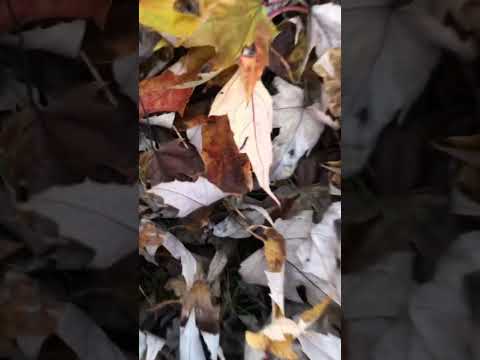 ASMR SATISFYING CRUNCHING SOUNDS FALL LEAVES #asmr#shorts#crunchingleaves#youtubeshortsvideo