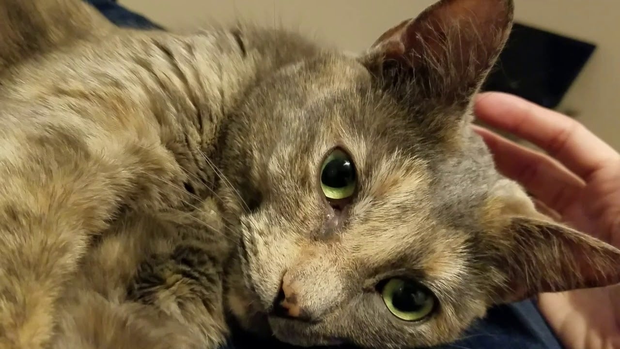 🐱 Eevee, the Stress Reliever 🐱