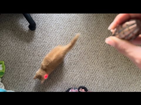 Asmr pov you’re my cat and I’m playing with you