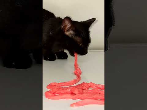 Cat ASMR Eating 1Meter Beef