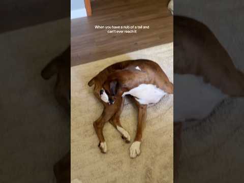 We love his nub of a tail #dogsoftiktok #dogsofyoutube #dogmom #boxerdog