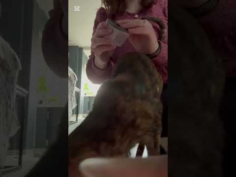 ASMR feeding two cats #asmr #cat