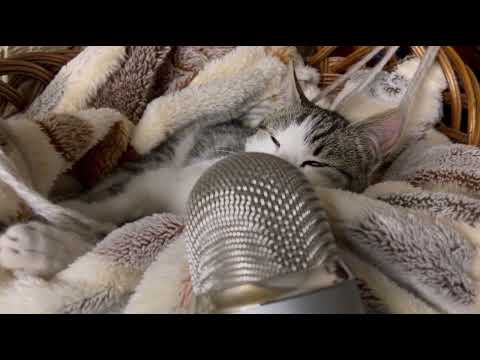 Asmr with cat 🐱
