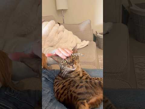 Kitty Cat ASMR - All the Cuddles, All the Purrs. #bengalcat #catasmr #asmr #cutecat #catpurringasmr