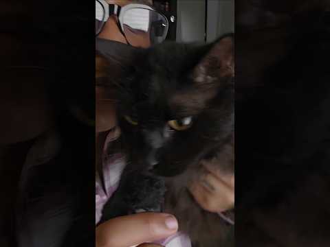 Cat ASMR #asmr #asmrvideo #relax #cats #cat #asmrshorts