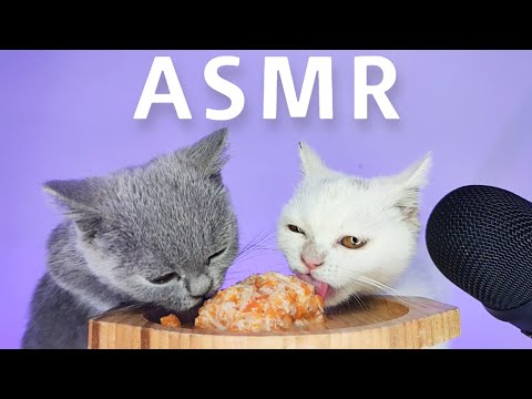 ASMR Mukbang | Cats Eating Chicken with Carrot