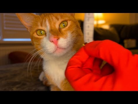 ASMR cat health inspection 🐈