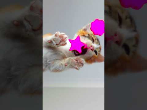 ASMR Kitten Eating Pink Star ⭐🔯