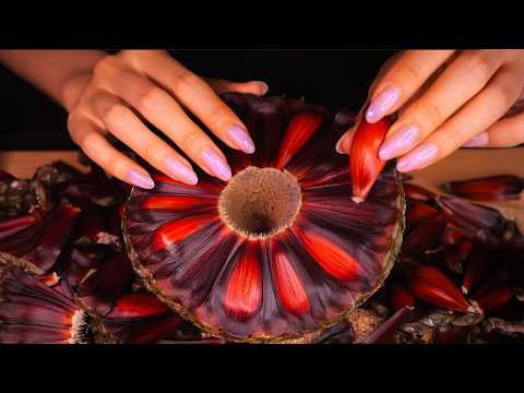 ASMR Have You Ever Heard the Sound of a Giant Pinecone? (No Talking)