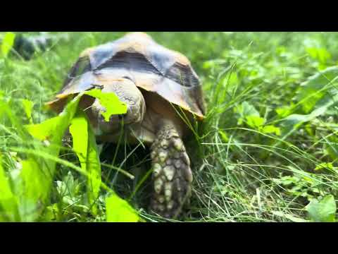 ASMR| My turtle on the lawn| Черепашка на лужайке🐢