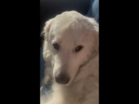 asmr with my dog -3- #whispering #asmrsoft #dogasmr #dog