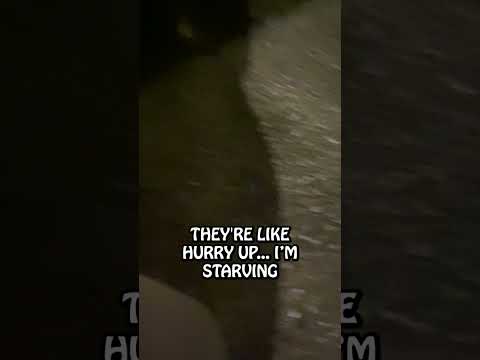 #asmr Feeding The Stray Cats #shorts