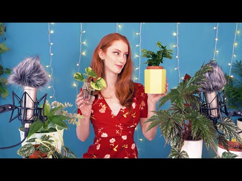 6 Happy Houseplants | Show And Tell To Help You Sleep 😊🍃 Part 1