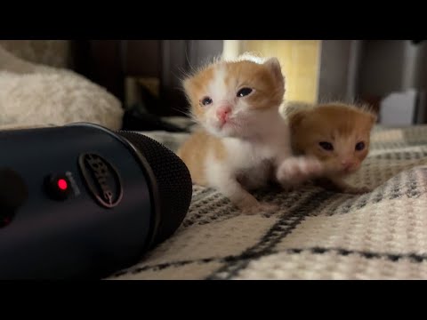 Why Are These Kittens So Funny?