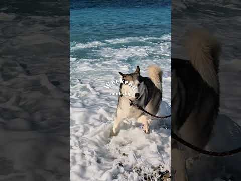nice vlog ❤️ #nice #travel #explorenow #summer #frenchriviera #france #monaco #reels #beach #husky
