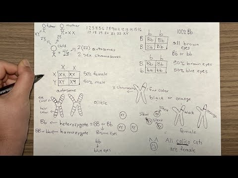ASMR Teaching You About Genetics