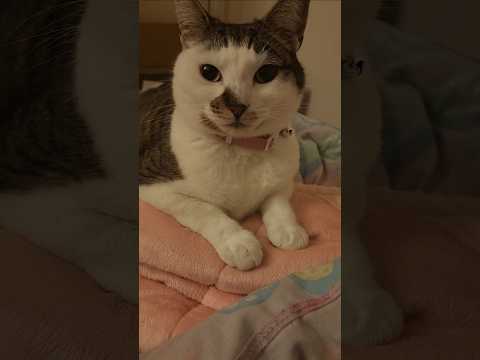 lick prank 🐈‍⬛️#asmr #fyp #cat #munasmr #asmrsounds #funny #pets #shorts #prank #viral #quiet #cute
