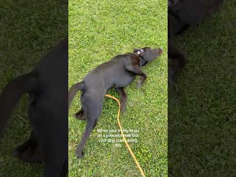 Anyone else’s dogs do this? #chocolatelab #doglife #dogmom #dogsofyoutube #dogwalk