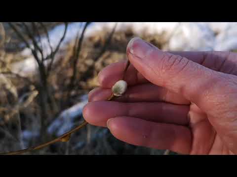 Spring Walk in Finnish Nature | Nature ASMR Soft Spoken for Relaxation