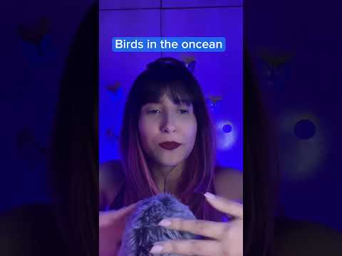 Pássaros no oceano