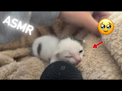 Watch This Kitten Try ASMR For The First Time!