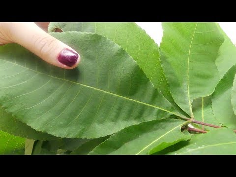 ASMR Leaf Sounds (Nature Sounds)🍃 🍃🍃