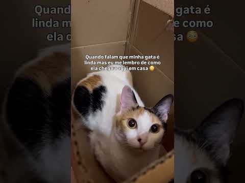 Quando falam que minha gata é linda e eu me lembro de como ela era quando adotei  #gatos #cat #gato