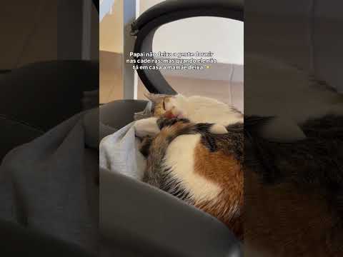 Brincadeira, papai deixa sim 🤣🤣 #cat #gateira  #petsfofinhos #gatos #pets  #gato