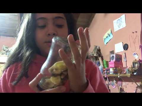 ASMR ESPAÑOL ARGENTINA COMIENDO!!!!/ZOE yes