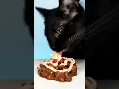 Black Cat ASMR Eating Show 🐈‍⬛😻