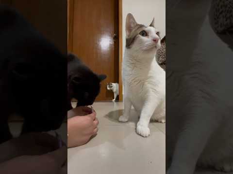 ASMR - GATOS COMENDO PETISCO