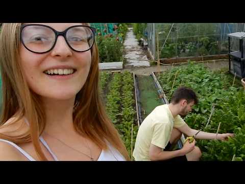 A SUNDAY AT THE ALLOTMENT