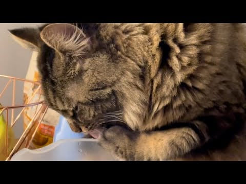 ASMR #shorts Cat Drinking With His Paw: Water Sounds