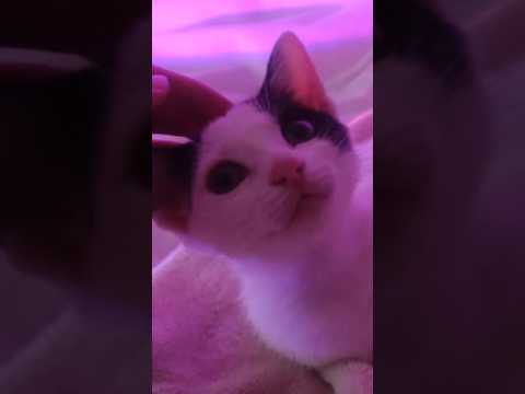 Gatita bebé ASMR , cute Cat Asmr 🐈🫶 cachorrita