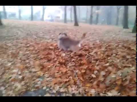 Border Terrier in the leafes