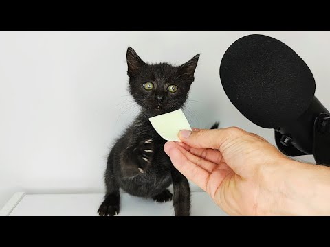 Black Kitten Eating Cheese ASMR