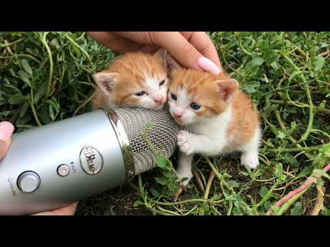 ASMR 2 tiny kitty for first time make asmr in 30 min