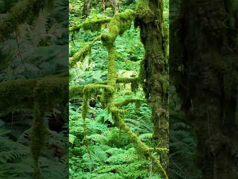 ASMR nature sounds