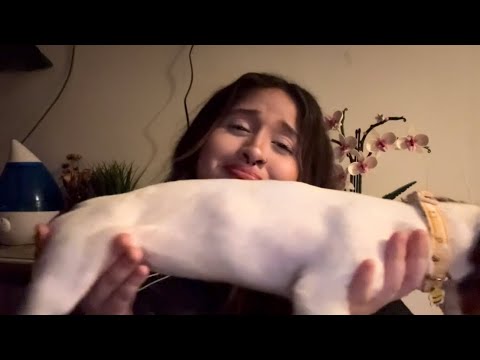 ASMR Dachshund Puppy 