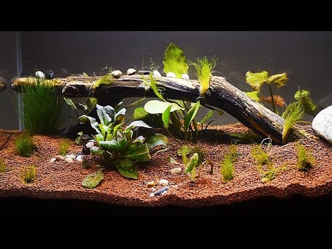 🐠 ASMR  Betta Aquarium #2 🐠