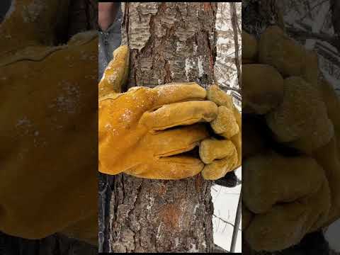 ASMR Tree Massage in the Snow #asmr